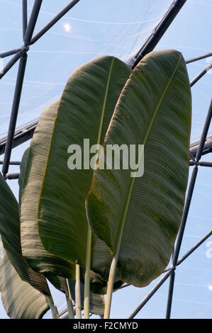 travellers palm tree leafs Ravenala madagascariensis Stock Photo
