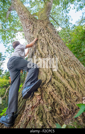 Boy of 9 years attempting to climb a large tree wide angle Stock Photo