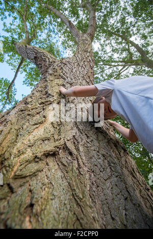 Boy of 9 years attempting to climb a large tree Stock Photo