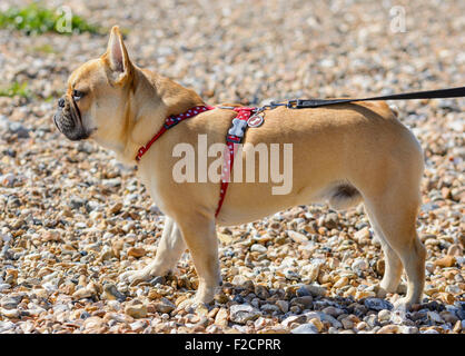 French Bulldog - Side view of a fawn French Bulldog (also known as a Frenchie) standing up. Stock Photo