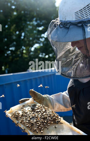 A young woman beekeeper wearing a mesh bee hat checks her bees outside in the sun Stock Photo