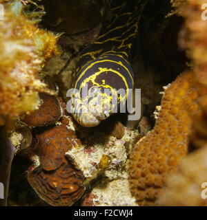 Chain moray eel head underwater hidden in a hole of the reef, Caribbean sea Stock Photo