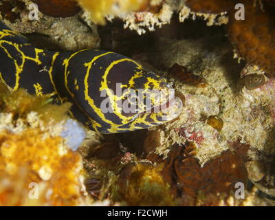 Head of chain moray eel, Echidna catenata, underwater in the Caribbean sea Stock Photo