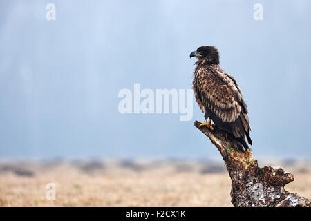 Beautiful juvenile white-tailed sea eagle resting on a tree trunk, photographed in profile Stock Photo