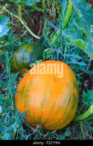 Close up of biological pumpkins in the field Stock Photo - Alamy