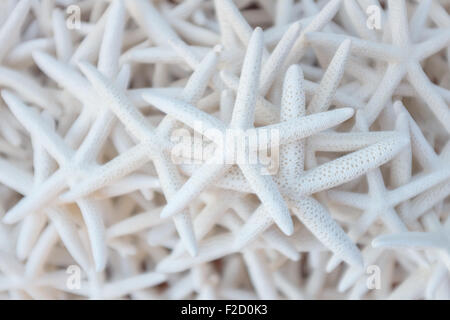 A group of white bright starfish shells arranged in a heap for carft decoration projects Stock Photo
