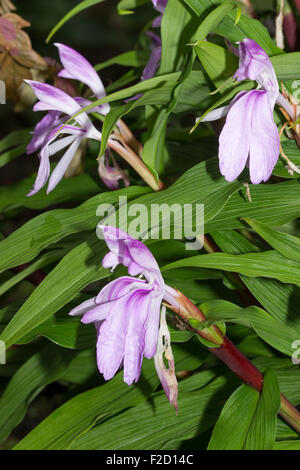 Blooms of the late flowering hardy ginger, Roscoea purpurea 'Vincent' Stock Photo