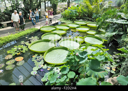 Giant lily pads in the Princess of Wales Conservatory, Kew Royal Botanical Gardens, London, England, UK Stock Photo