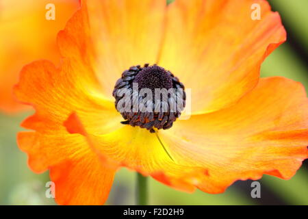 Orange Ranunculus flower in full bloom Stock Photo