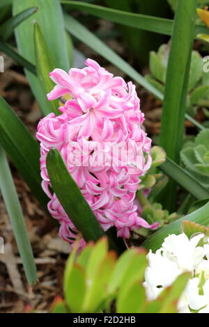 Pink Hyacinth flower in full bloom Stock Photo