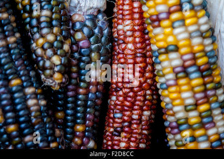 Multi-colored Indian Corn at the market in Berkeley, California. Stock Photo