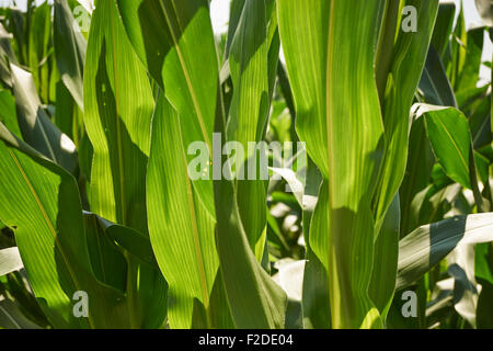 corn growing in Pennsylvania, USA Stock Photo