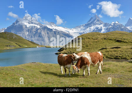 Cows in the Alpine meadow. Jungfrau region, Switzerland Stock Photo - Alamy