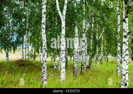 birchwood,birches,summer,green birches,grove,birches in the summer,view of the wood Stock Photo