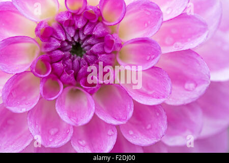 Extreme closeup of the vibrant purple center of a lush dahlia with water droplets. Stock Photo
