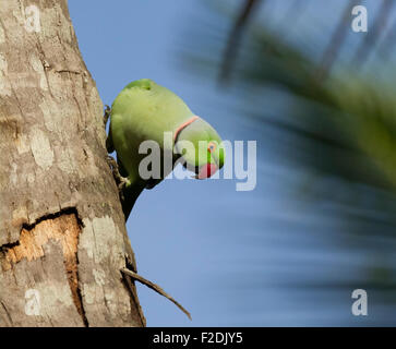 The rose-ringed parakeet (Psittacula krameri), also known as the ring-necked parakeet. Stock Photo