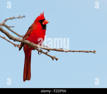 Bright red Northern Cardinal male in an Oak tree in winter Stock Photo