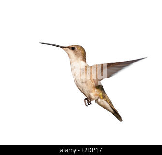 Female Ruby-throated Hummingbird in flight, isolated on white Stock Photo