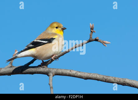 Male American Goldfinch in winter plumage in an Oak tree against clear blue winter sky Stock Photo