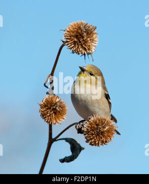 American Goldfinch in winter plumage, looking for seeds on a dry wild sunflower Stock Photo