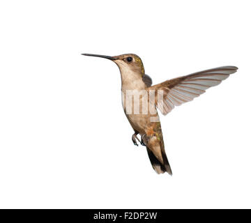 Female Ruby-throated Hummingbird hovering; isolated on white Stock Photo