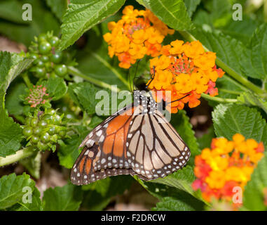 Monarch butterfly feeding on a Lantana flower cluster Stock Photo