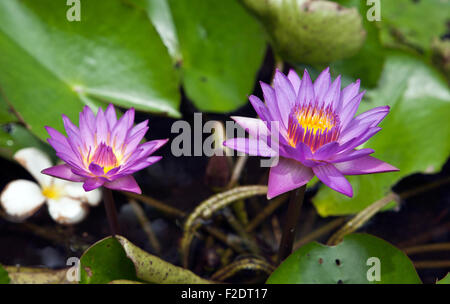Nil Manel or blue water lily (Nymphaea stellata, though it has been recently renamed as Nymphaea nouchali) Stock Photo