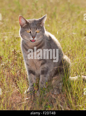 Beautiful blue tabby cat in grass back lit by sun Stock Photo