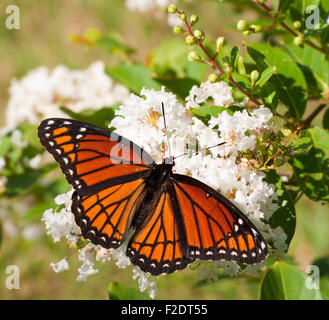 Viceroy butterfly feeding on a cluster of white flowers in a garden Stock Photo