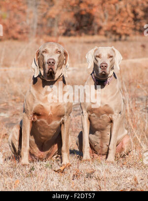 Two Weimaraner dogs sitting side by side in grass against dry brown winter background Stock Photo