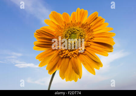 Yellow Gerbera on isolated blue sky background with clouds Stock Photo