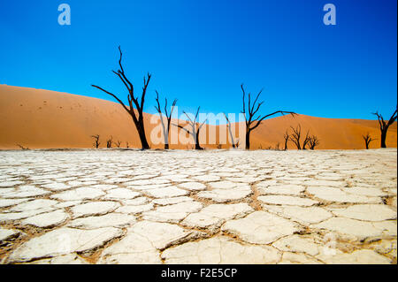 Namib-Naukluft National Park, Namibia Africa -Deadvlei pan and dunes, Estimated 900 year old dead camel thorn trees (Acacia erio Stock Photo