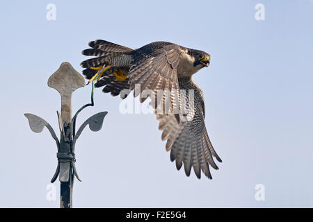 Peregrine Falcon / Duck Hawk / Wanderfalke ( Falco peregrinus ) in typical situation takes off from a church cross. Stock Photo