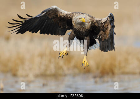 White-tailed Eagle / Sea Eagle / Seeadler ( Haliaeetus albicilla ) spreads his wings over wet land surrounded by golden reed. Stock Photo