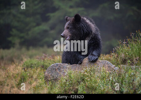 Aside looking European Brown Bear / Europäischer Braunbär ( Ursus arctos ) in beautiful natural surrounding. Stock Photo