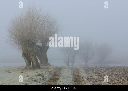 Rural hoar frost covered landscape with typical pollard trees on a cold misty winter morning Lower Rhine, North Rhine-Westphalia