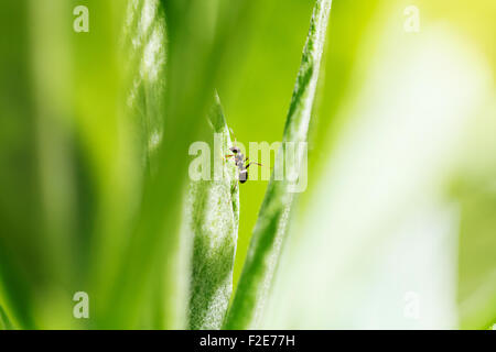 Ant on green leaf Stock Photo