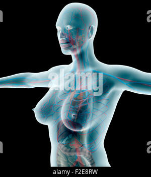 anatomy of a woman on black with clipping path. Stock Photo