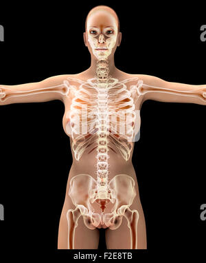 anatomy of a woman on black with clipping path. Stock Photo
