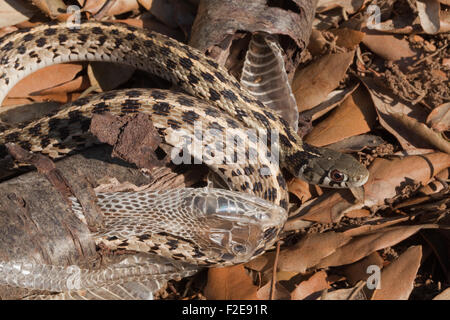 Checkered Garter Snake (Thamnophis marcianus marcianus). Sloughing. Using a tree branch to remove current epidermal skin. Stock Photo