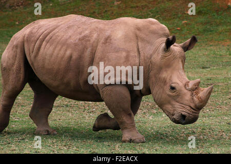 African white rhino, square lipped rhinoceros (Ceratotherium simum) in Cabárceno nature park, Santander, Spain. Stock Photo