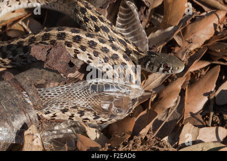 Checkered Garter Snake (Thamnophis marcianus marcianus). Sloughing. New skin for old. Stock Photo
