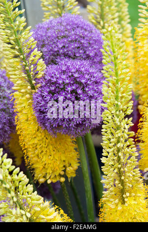 Allium Giganteum and Eremurus / Foxtail lilies in a flower display Stock Photo