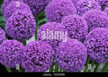 Allium Giganteum flower display Stock Photo