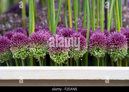 Allium sphaerocephalon. Round headed leek. Round-headed garlic flowers in a flower display Stock Photo