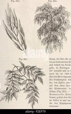 'Der Baum' (1860) focuses on the study of trees, specifically their ...