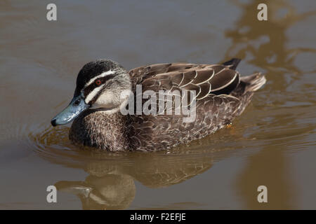 Australian Black Duck (Anas superciliosa  rogersi). Drake; females similar in plumage but 'duller'. Stock Photo