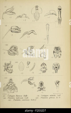 This work focuses on the orchids of Java, offering detailed ...