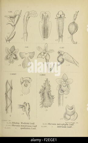 *Die Orchideen von Java* illustrates and describes various orchid ...
