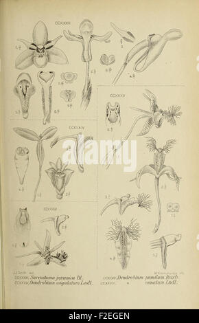 *Die Orchideen von Java* focuses on the diverse species of orchids ...